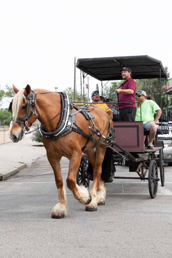 CHAS-CARRIAGE-WORKS_ALEECE-SOPHIA-4676 a man riding a horse drawn carriage
